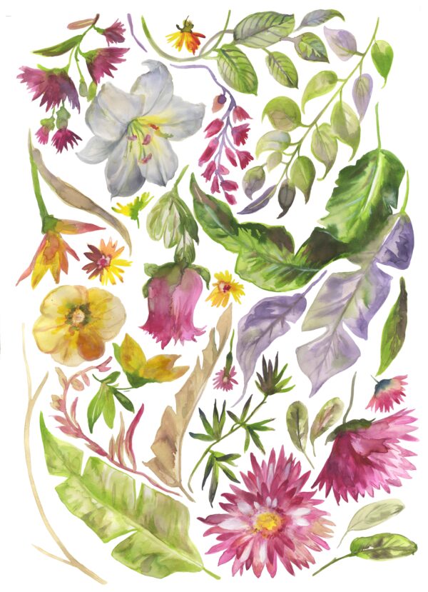 Amethyst-Lily Taxonomy Study