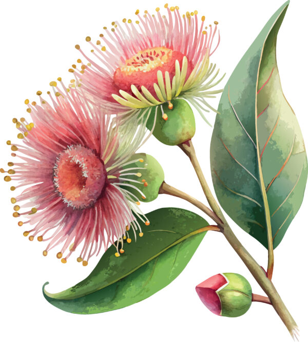 Solar-Coral & Willow-Verdant Eucalyptus Cluster