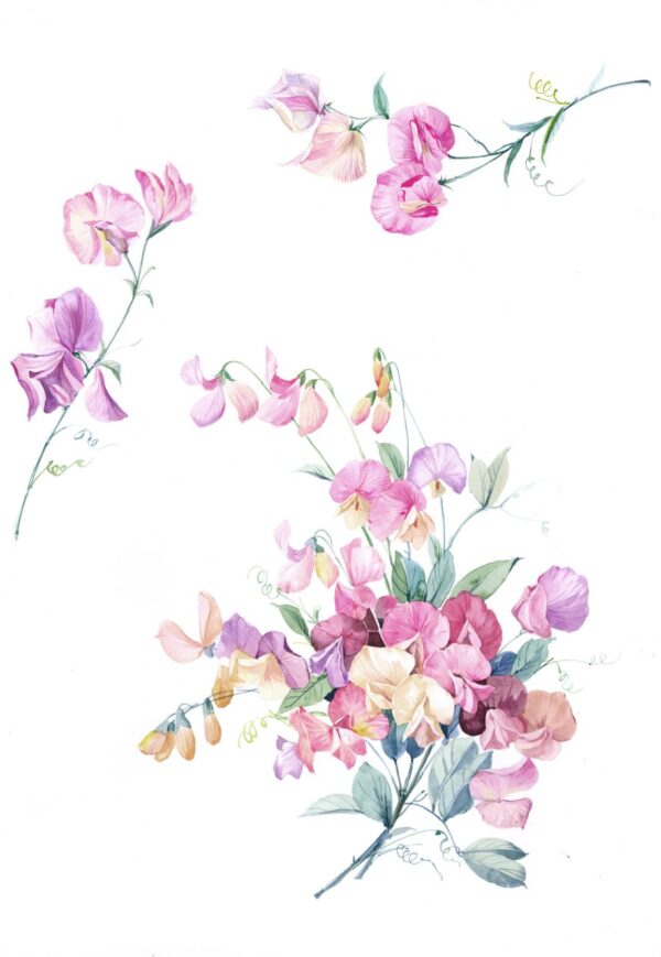 Alabaster-White & Sweet-Pea Luminous