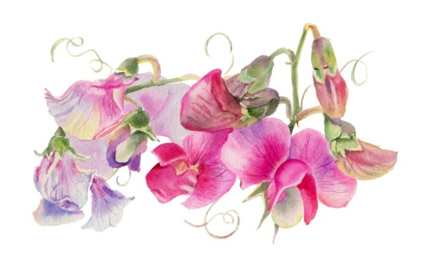Alabaster-White & Sweet-Pea Horizon